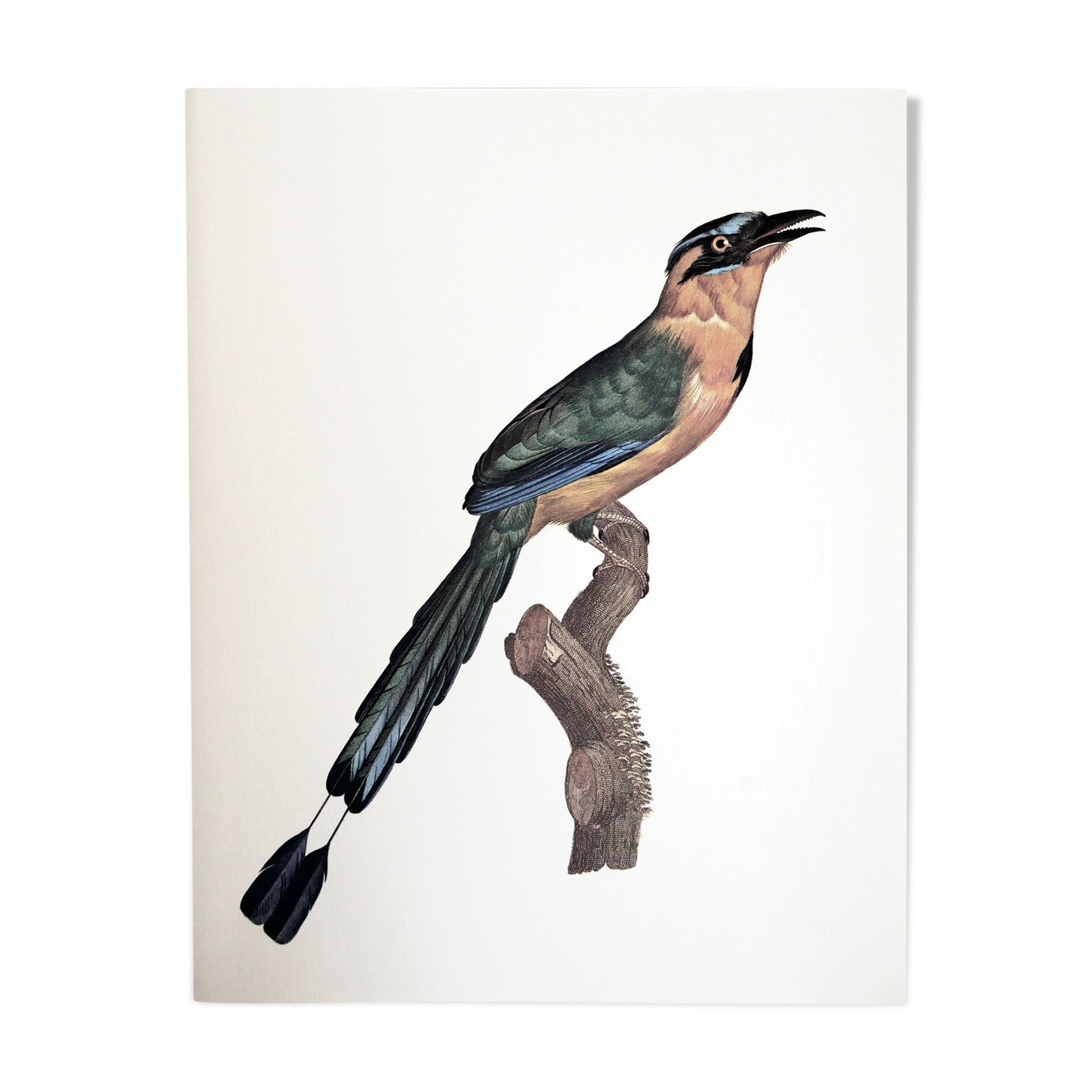 Ornithological board The True Momot