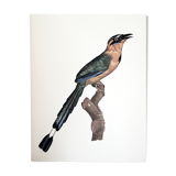 Ornithological board The True Momot