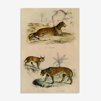 Planche zoologique originale "Léopard - Lynx - Jaguar" Buffon 1840