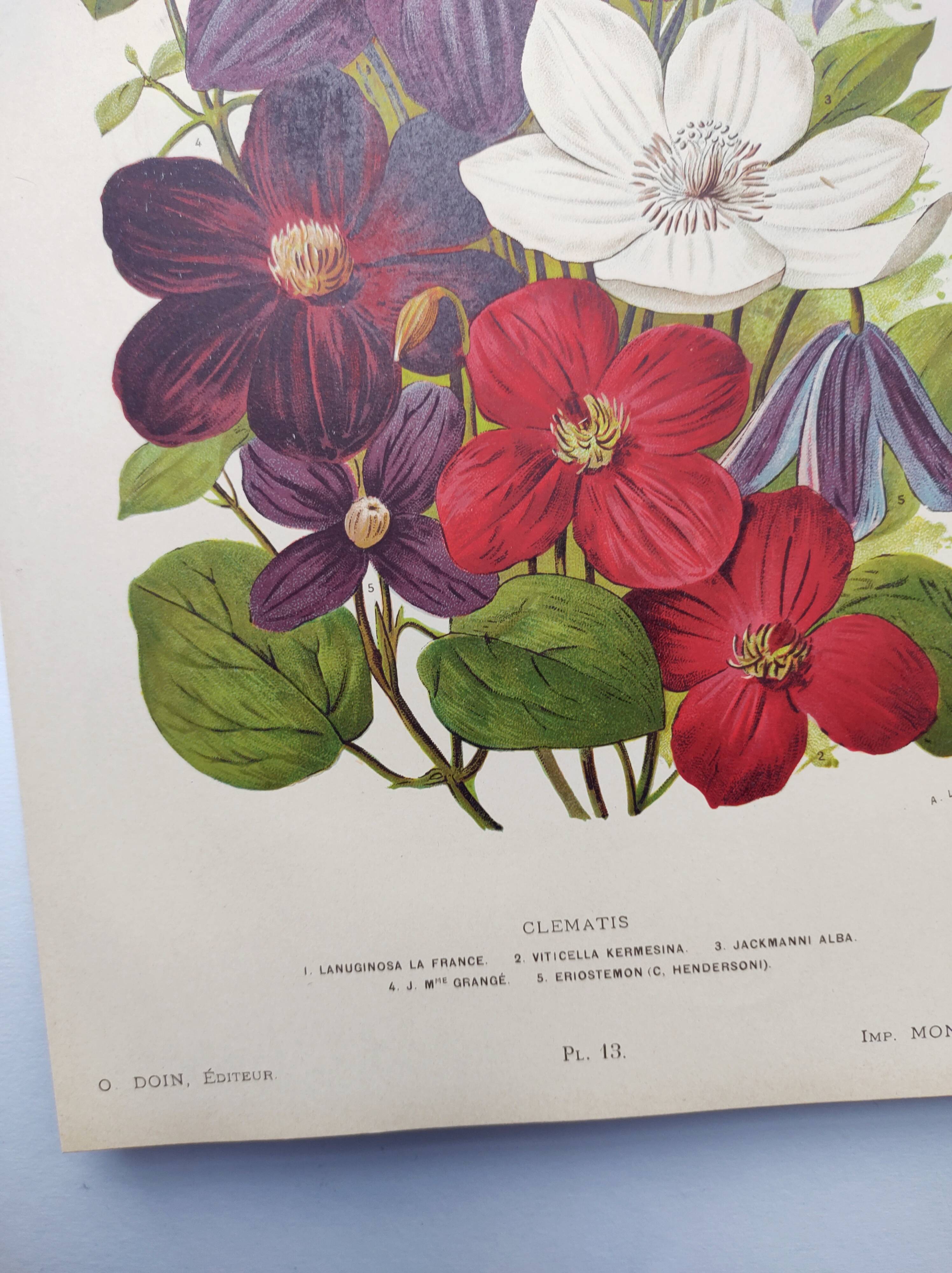 1897 Engraving - Clematis - Original Botanical Plate. Old Flower Lithograph by Lefevre