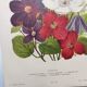 1897 Engraving - Clematis - Original Botanical Plate. Old Flower Lithograph by Lefevre