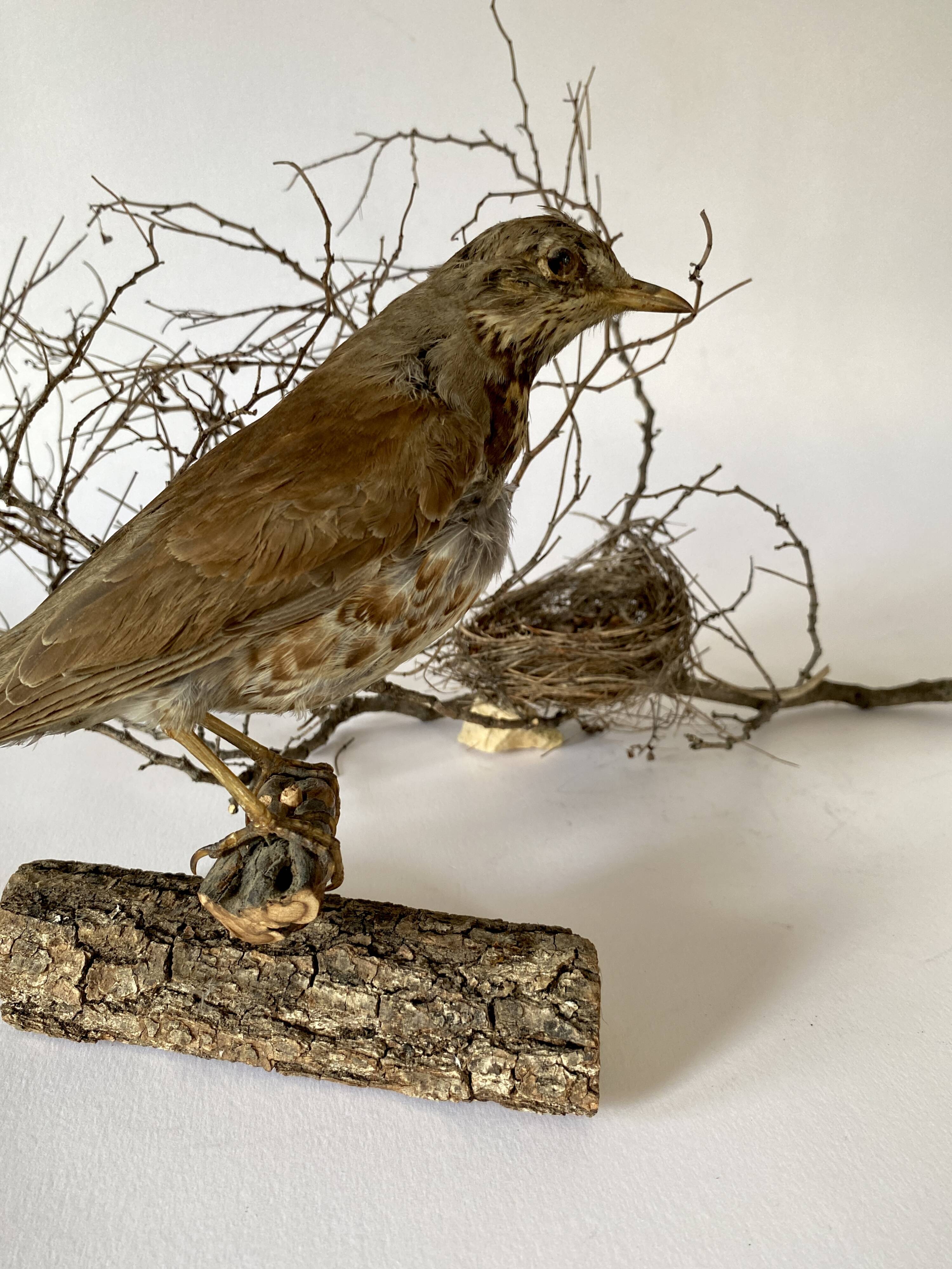 Stuffed bird, taxidermy, cabinet of curiosities