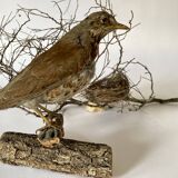 Stuffed bird, taxidermy, cabinet of curiosities