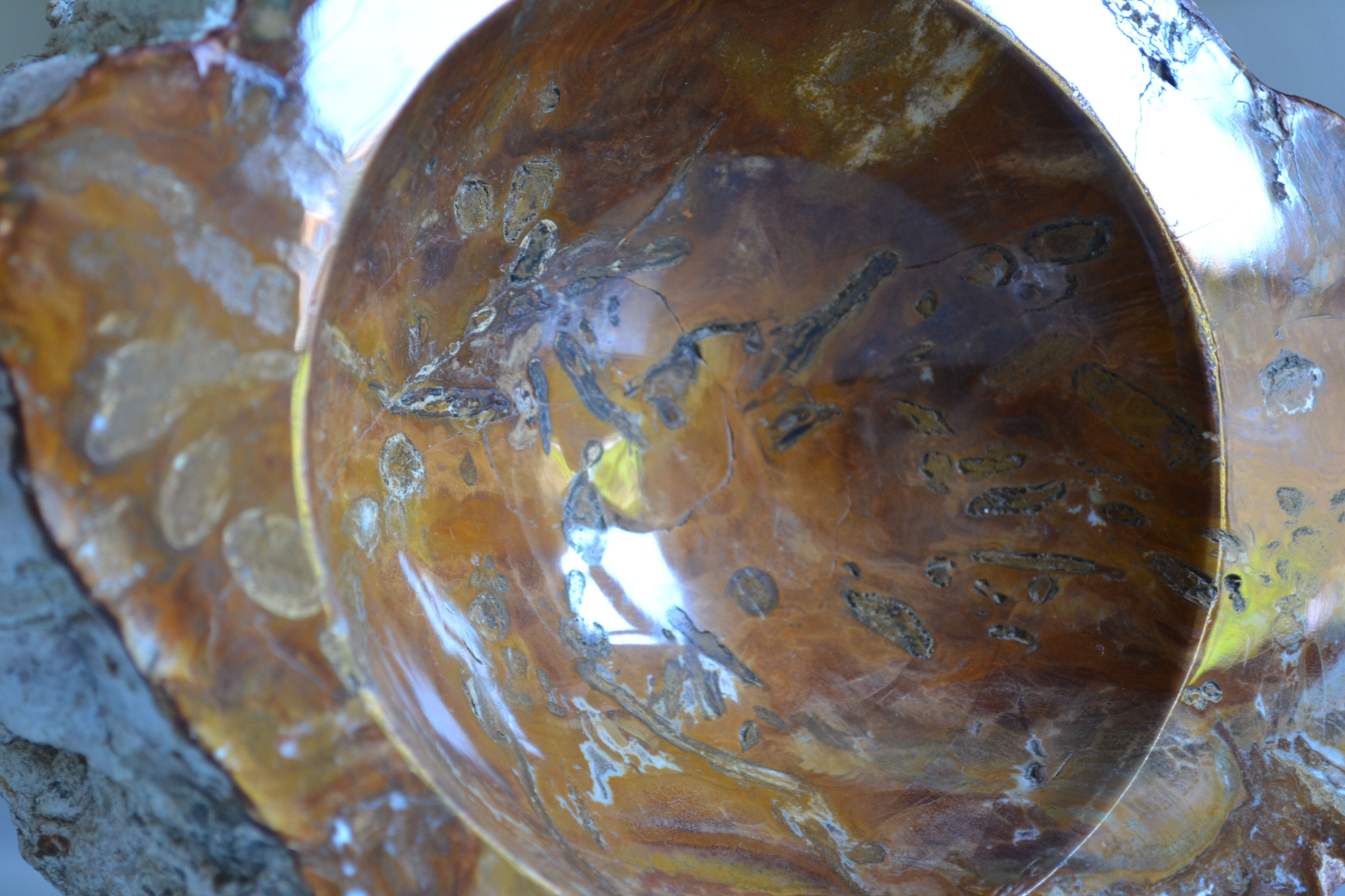 Empty pocket or ashtray in fossilized wood