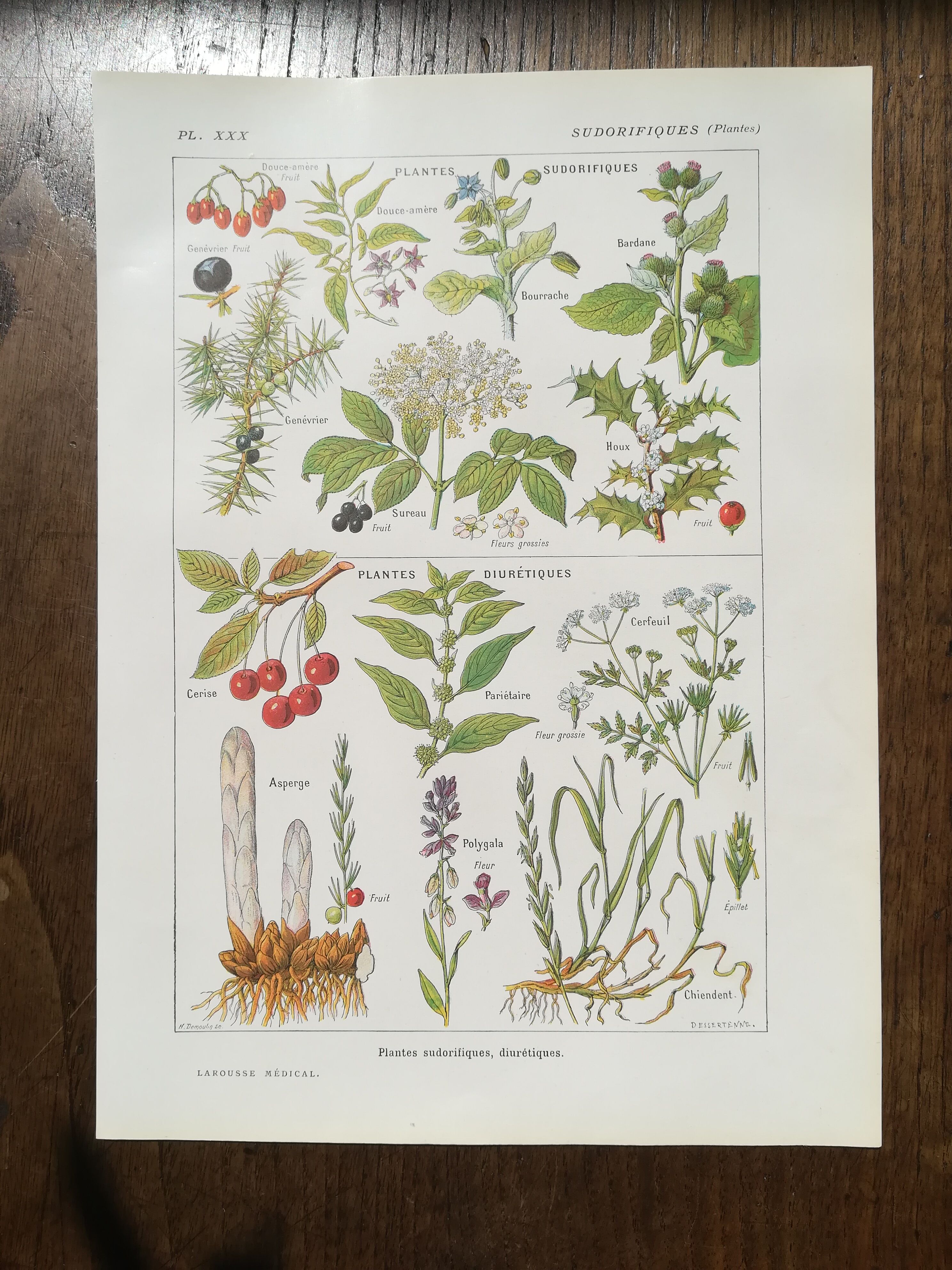 Lithograph on sweat plants from 1920