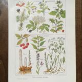 Lithograph on sweat plants from 1920