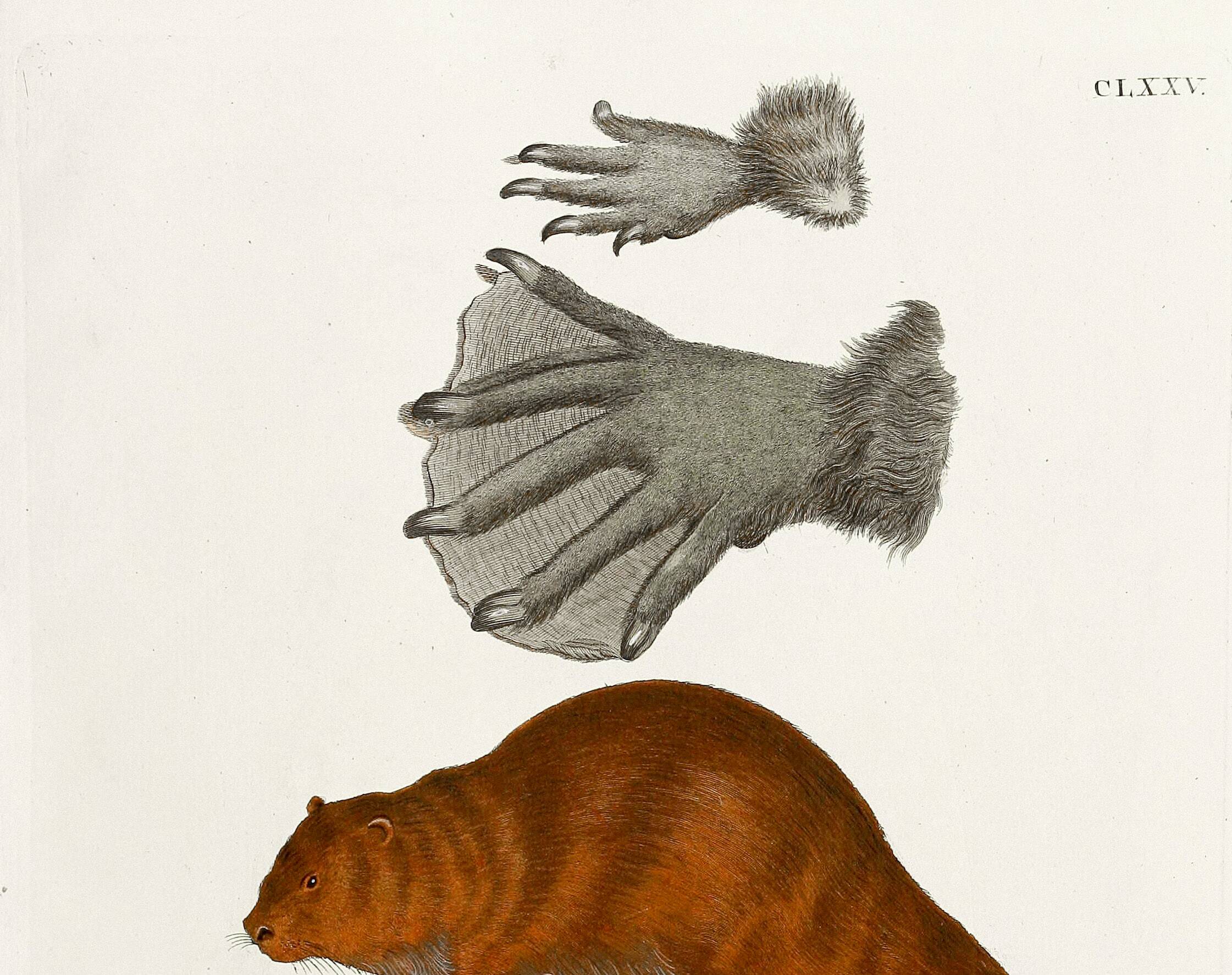 Poster about the beaver, based on an old engraving from 1774.