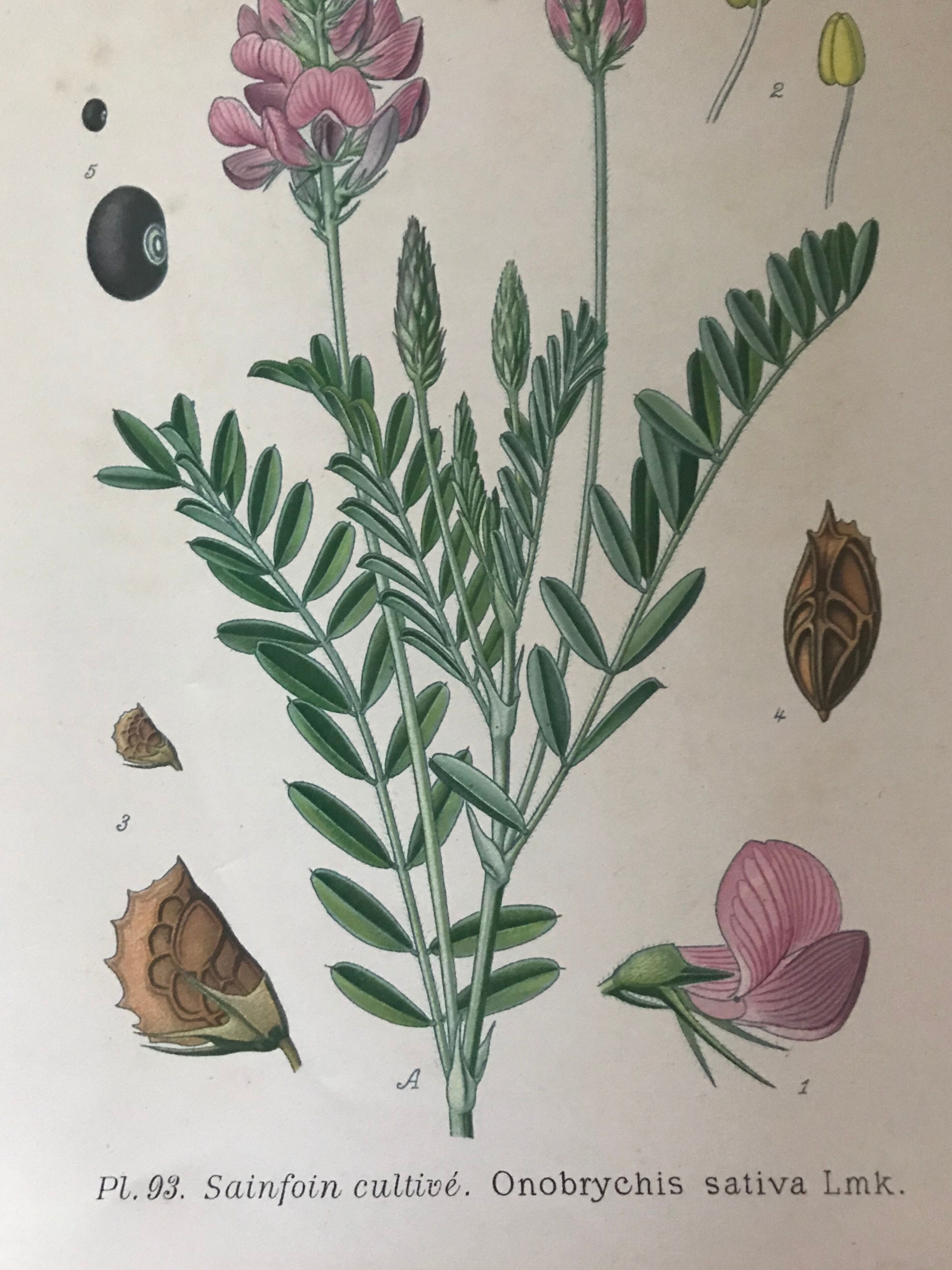 Planches botaniques de fleurs roses 1891