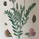 Planches botaniques de fleurs roses 1891