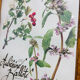 Cadre herbier de pharmacie