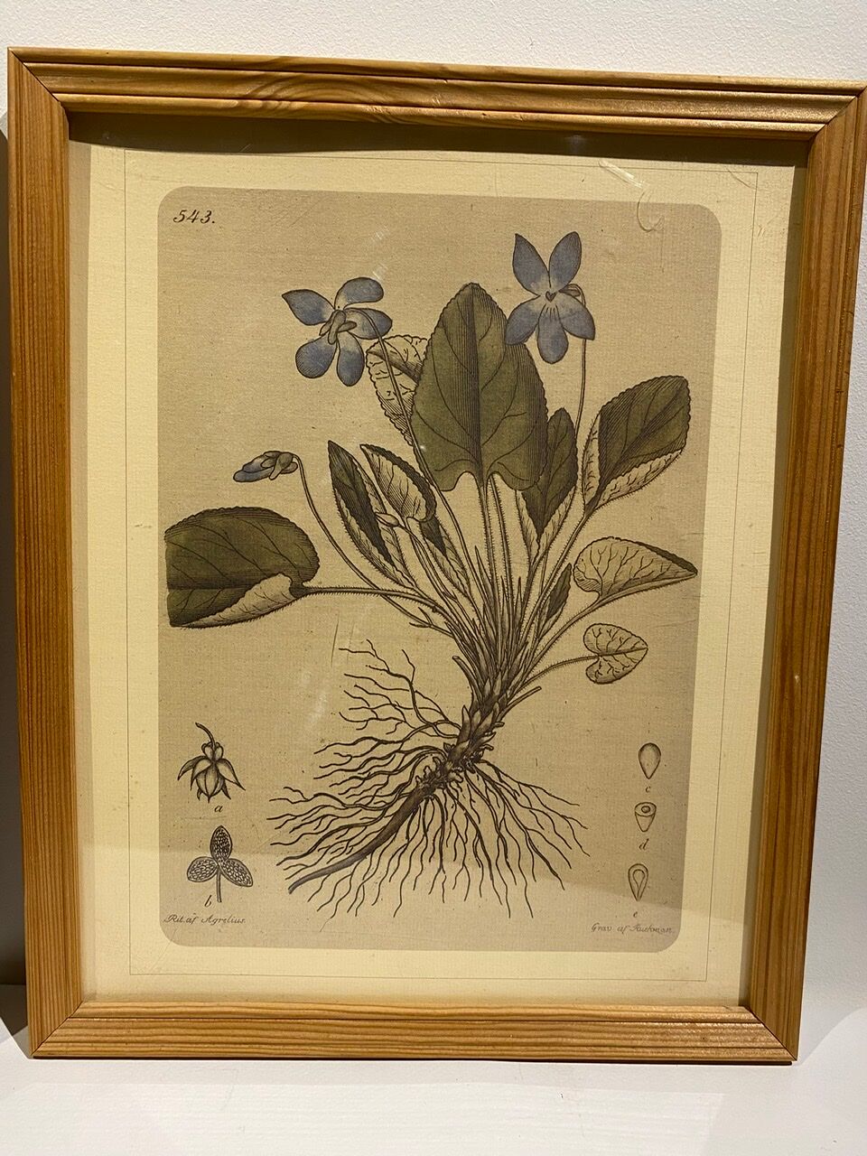 Two framed botanical boards, violets and chrysanthemums