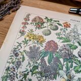 Printed in 1905, the flowers of trees and shrubs