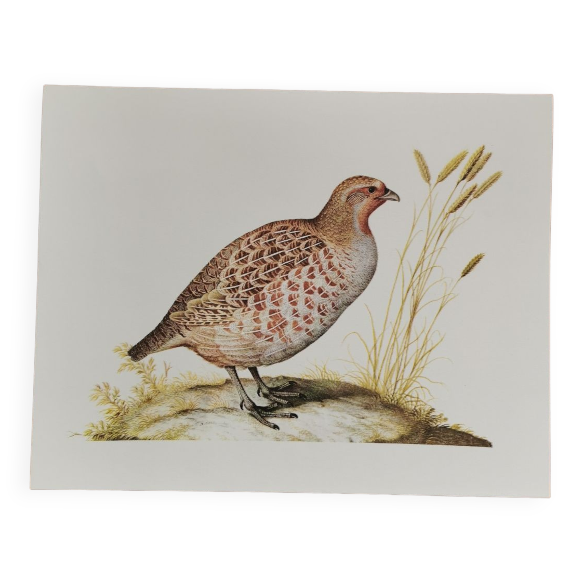 Ancient zoological plate