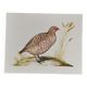 Ancient zoological plate