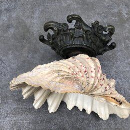 Empty pocket shell shell old