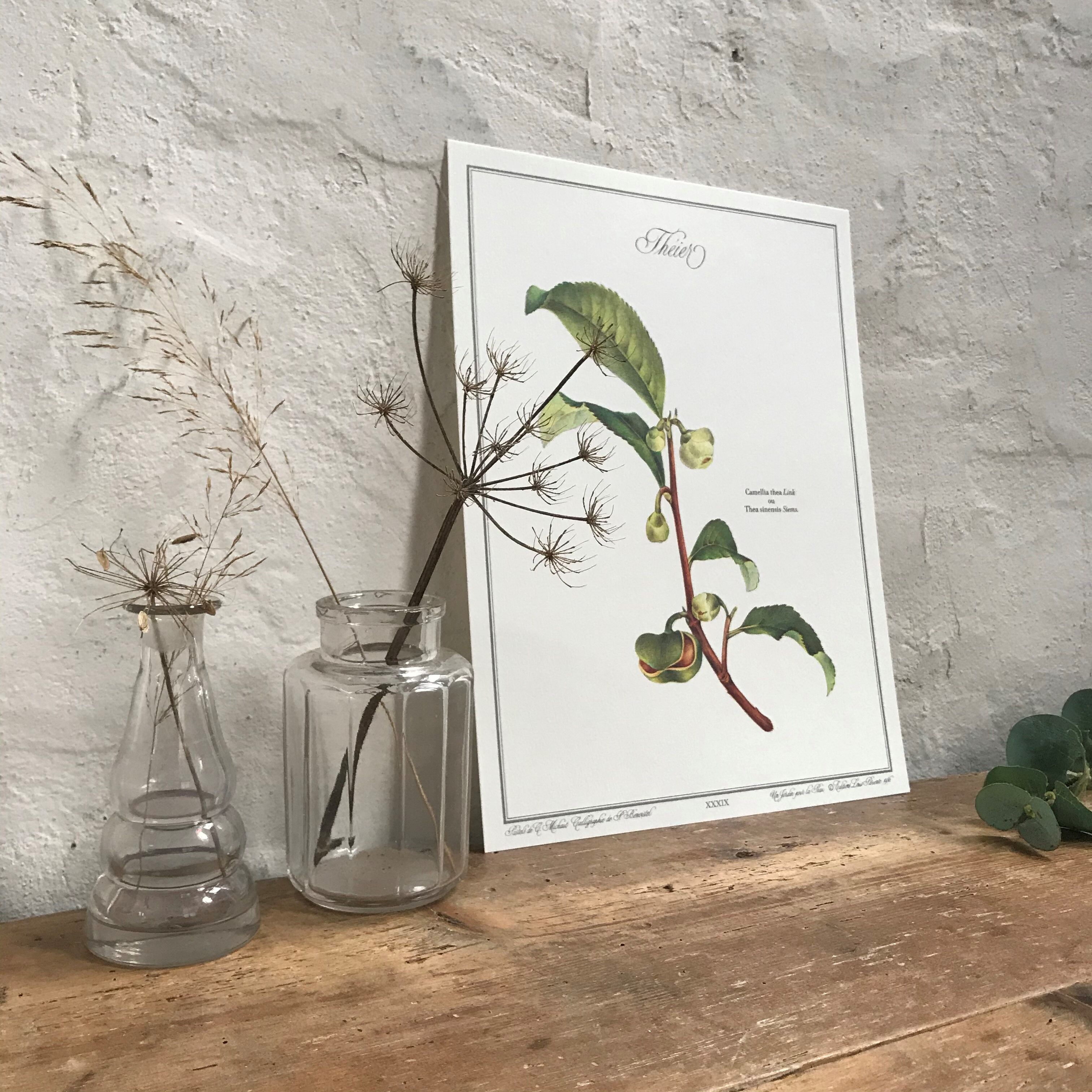 Botanical plank the tea tree