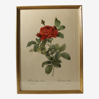 Lithographie P.J.Redouté rose rouge