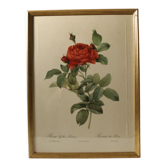 Lithograph P.J.Redded red rose