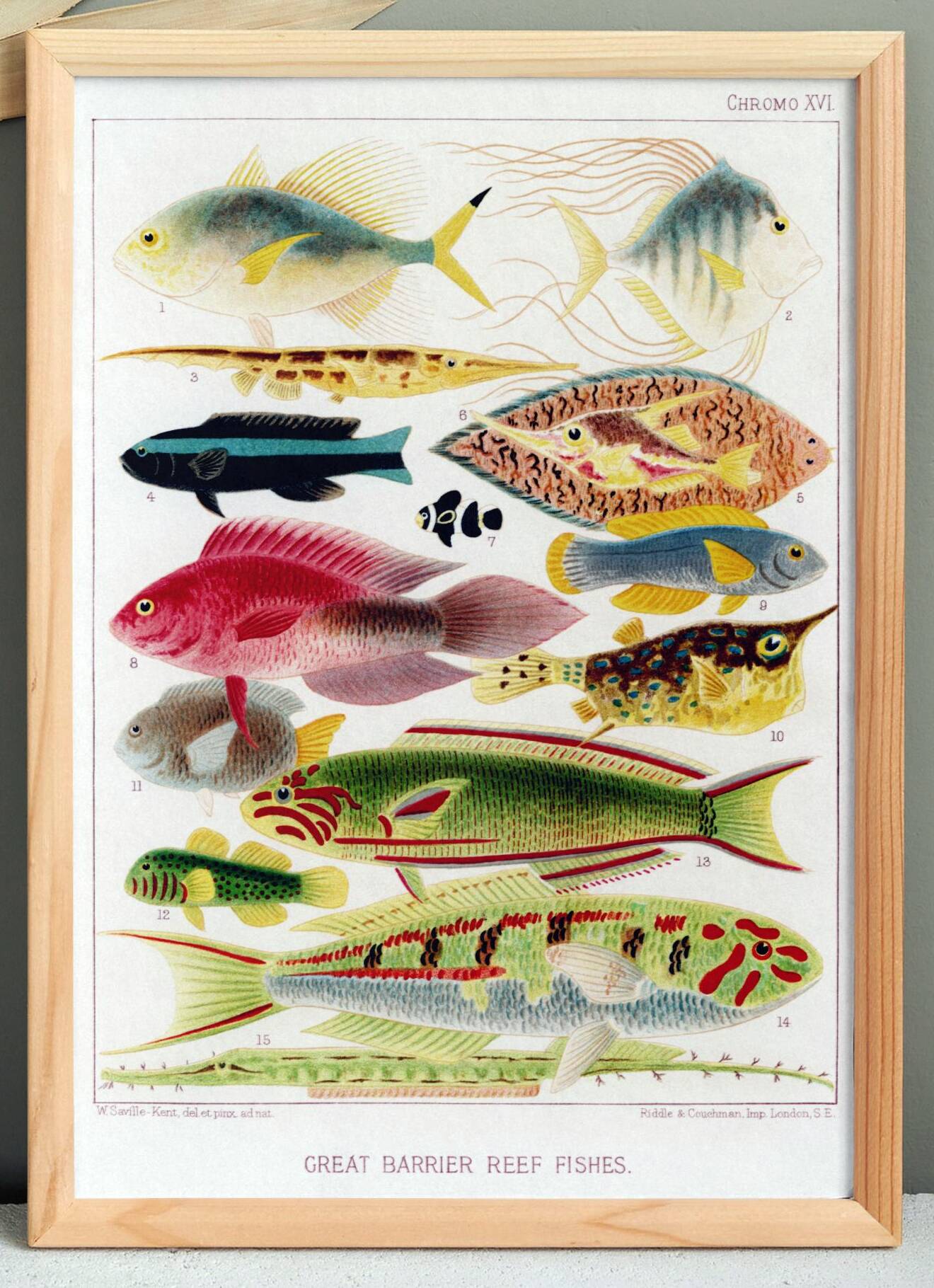 Poster about exotic fish, based on an old lithograph from 18