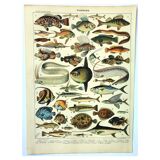 Old engraving from 1897 - Fish (1) by Millot - plate of seas and oceans