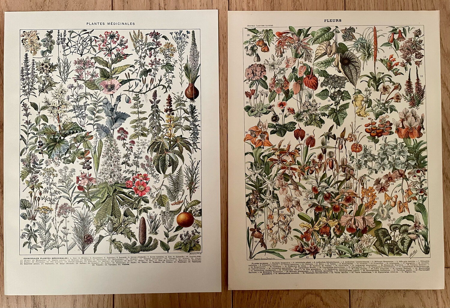 Set of 2 lithographs on XXth flowers