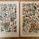 Set of 2 lithographs on XXth flowers