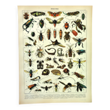 Gravure ancienne 1897 - Insectes 2 par Millot - Entomologie et Zoologie