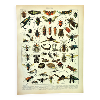 Gravure ancienne 1897 - Insectes 2 par Millot - Entomologie et Zoologie