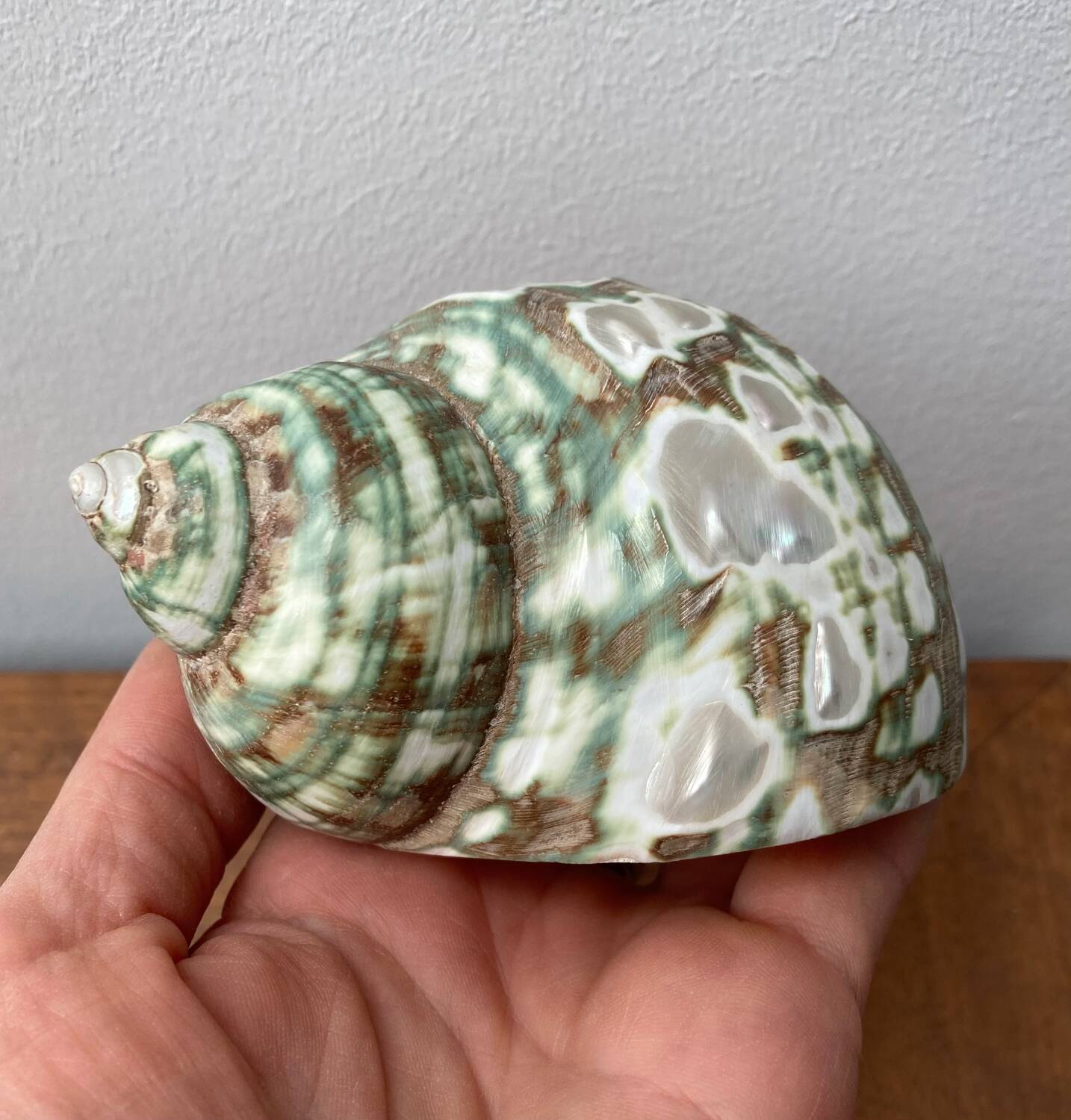 80s Seashell Set