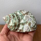 80s Seashell Set