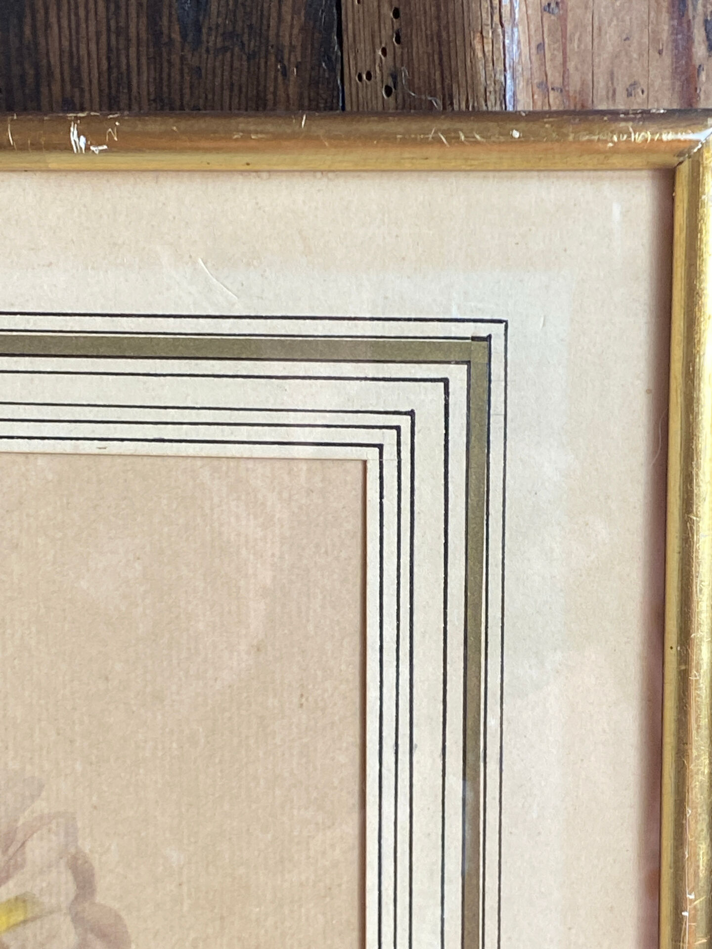 Botanical print, Rosa Damascena, by P-J Redouté