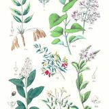 Botanical poster, after an 1881 engraving (salicornia, lilac, ash, privet, olive tree, jasmine)