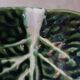 Plat creux en barbotine feuille de chou