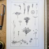 Printed in 1889, the composites. Old botanical plate.