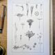 Printed in 1889, the composites. Old botanical plate.