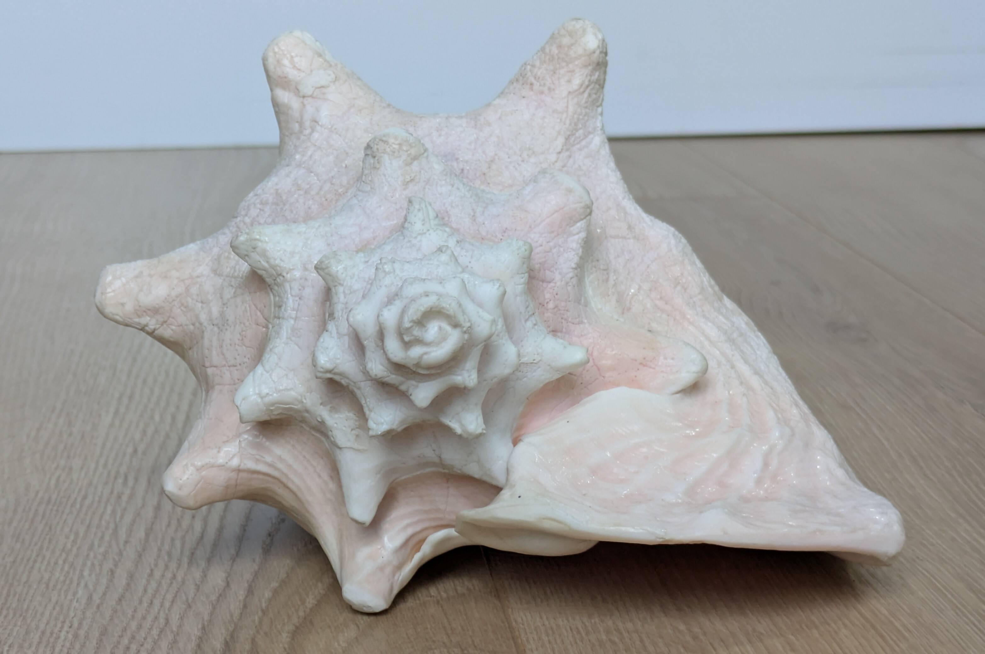 Heavy Marine Shell "Lambi" (Strombus Gigas) - Pink Interior - 1.37 kg