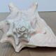 Heavy Marine Shell "Lambi" (Strombus Gigas) - Pink Interior - 1.37 kg
