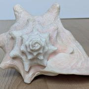 Heavy Marine Shell "Lambi" (Strombus Gigas) - Pink Interior - 1.37 kg