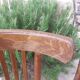 pair of dark bistro chairs, rounded backs, Baumann style