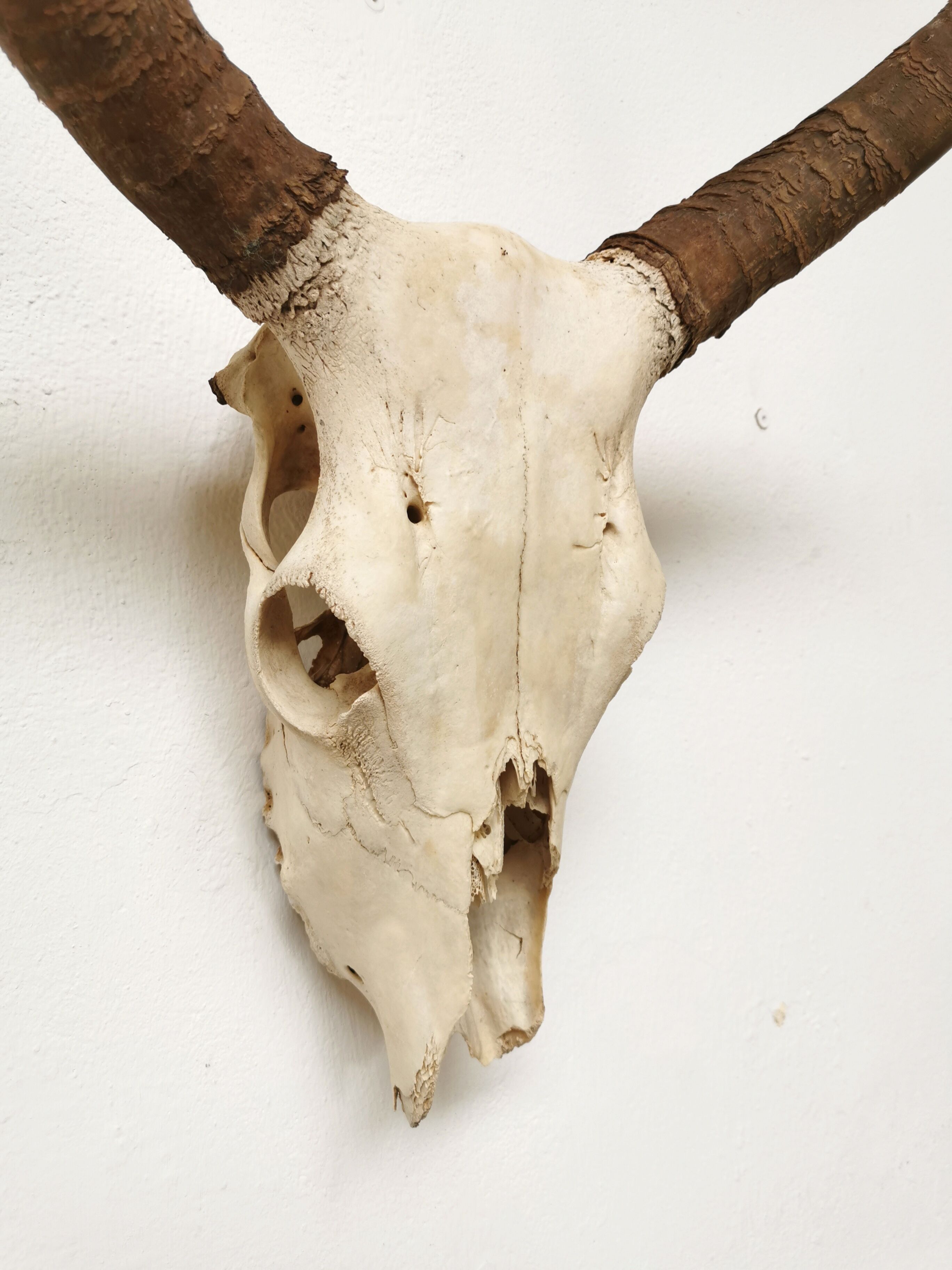 Zebu head hunting trophy massacre