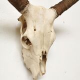 Zebu head hunting trophy massacre