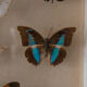 Papillons encadrés