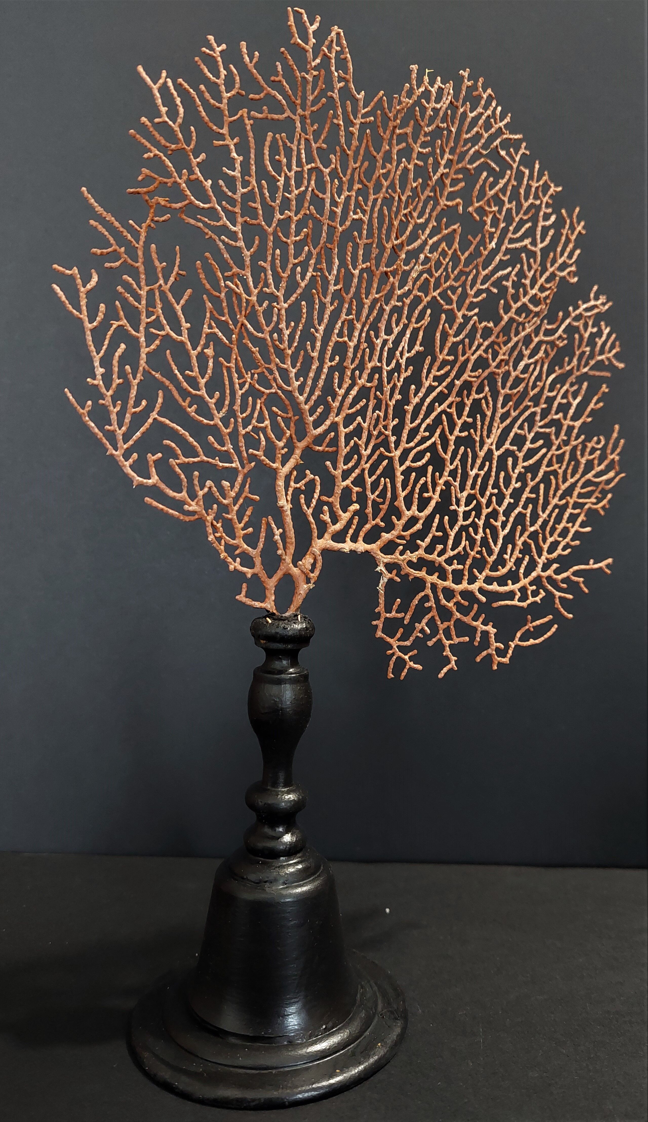 Cabinet of Curiosities red gorgon paramuricea clavata on base