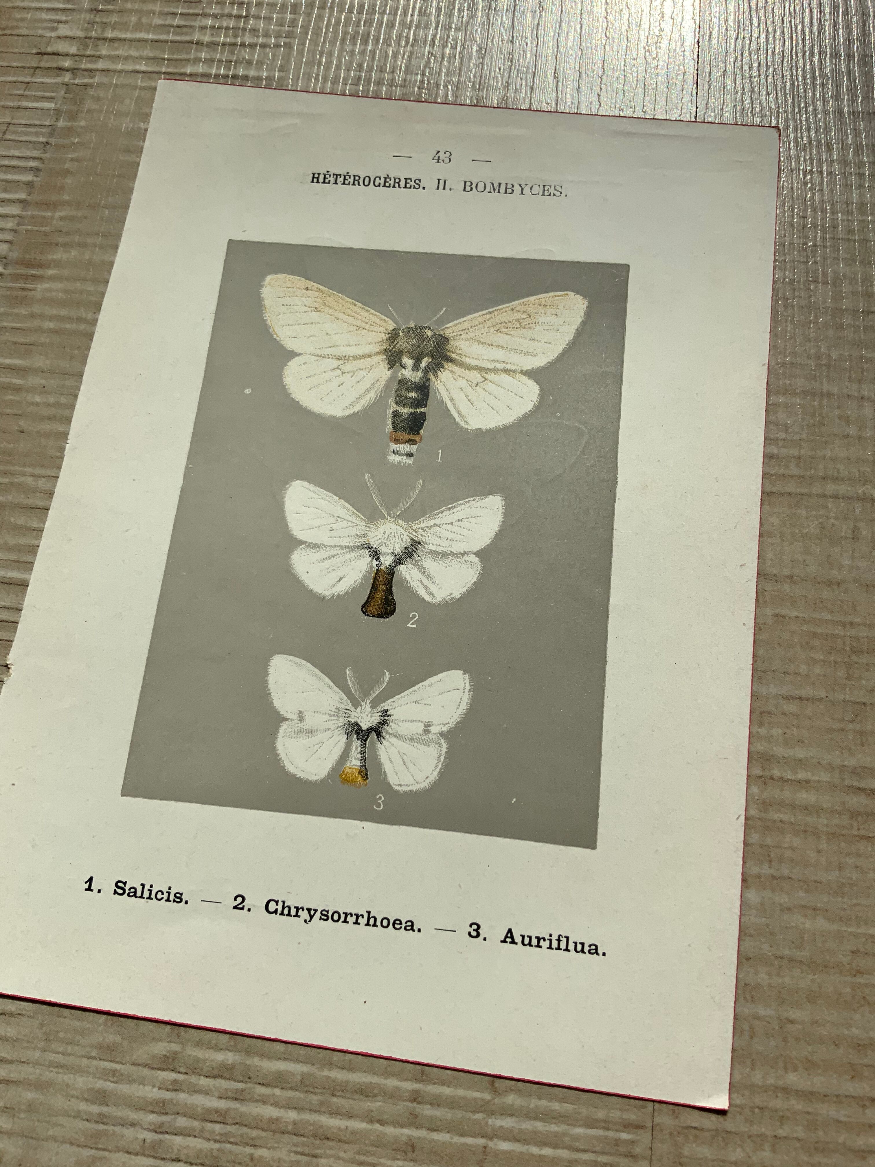 Planche botanique vintage gravure papillon ancienne 1903 double face G. Denise