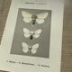 Planche botanique vintage gravure papillon ancienne 1903 double face G. Denise