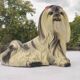 Shih Tzu dog statuette - 1950 - Italian