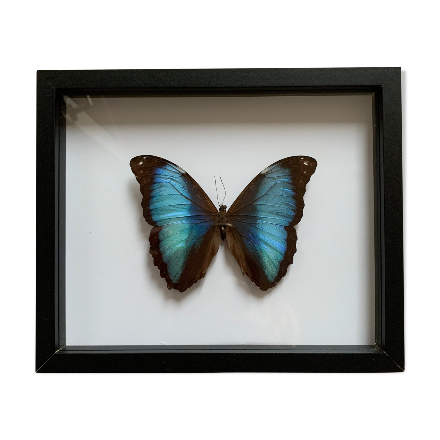 Naturalized butterfly frame