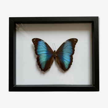 Naturalized butterfly frame