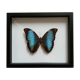 Naturalized butterfly frame