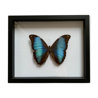 Naturalized butterfly frame